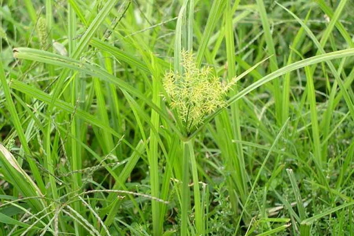 خدمات کندن و جمع آوری علف هرز